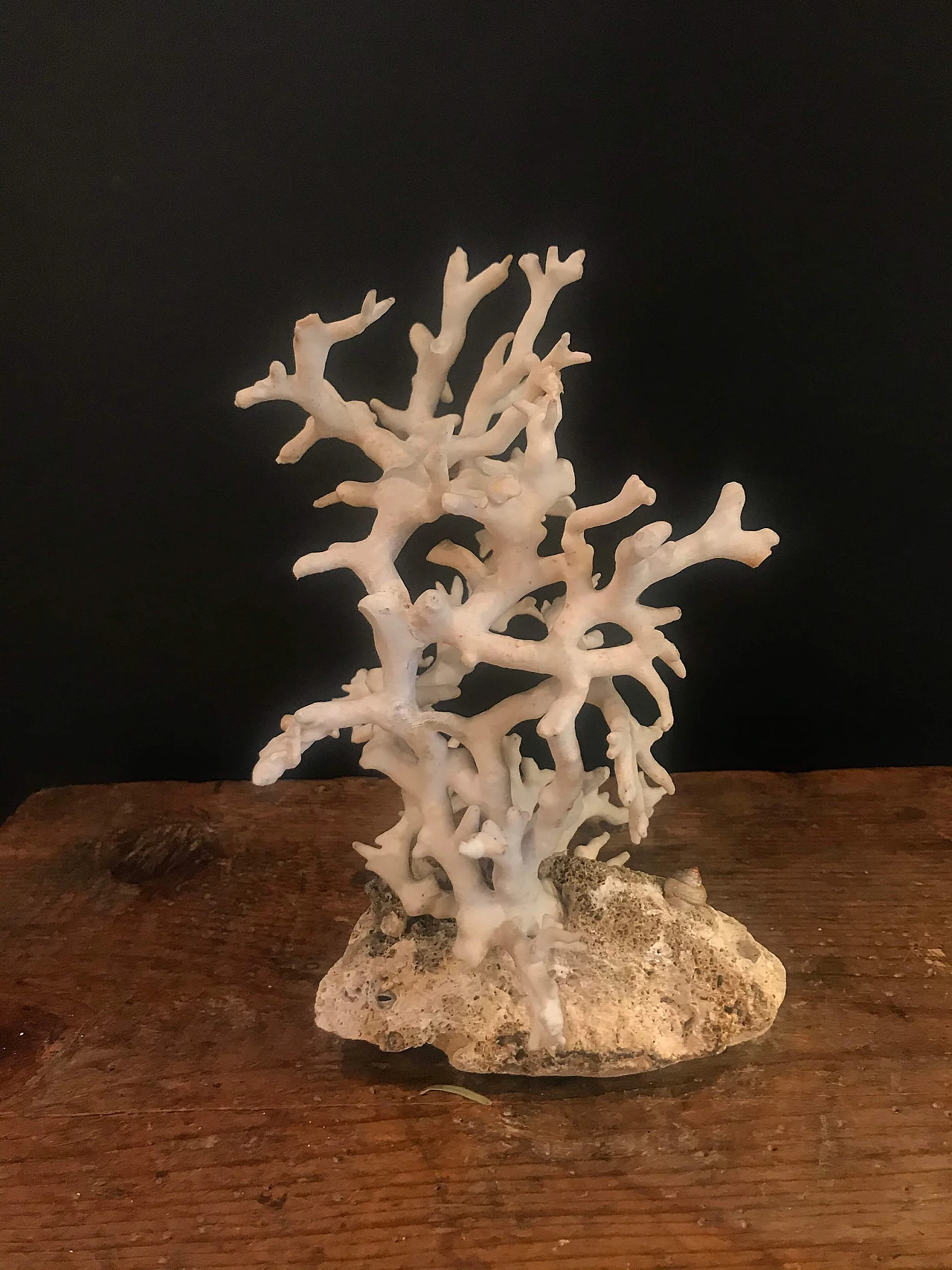 White coral on a rocky base, 20th century 1240402