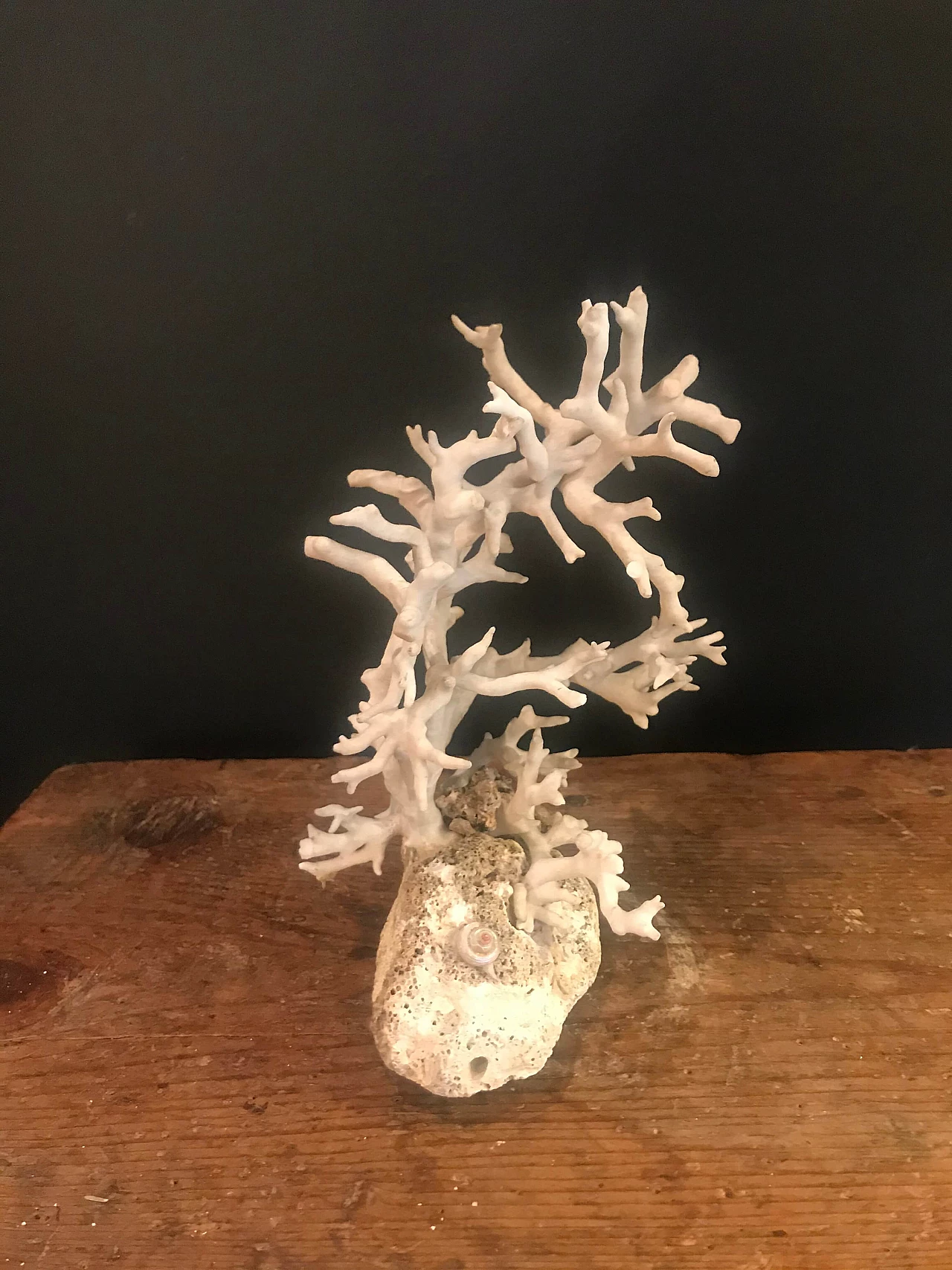 White coral on a rocky base, 20th century 1240403