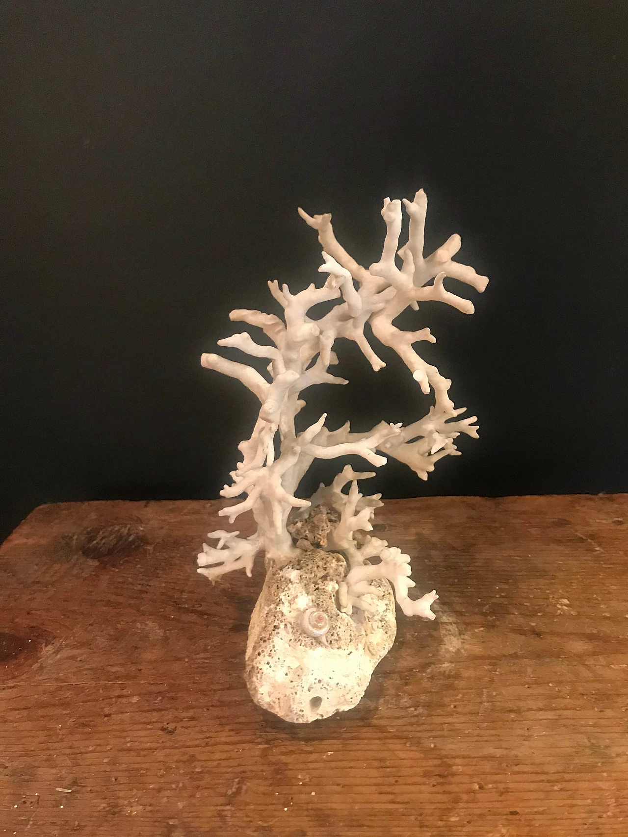 Corallo bianco su base rocciosa, '900 1240403