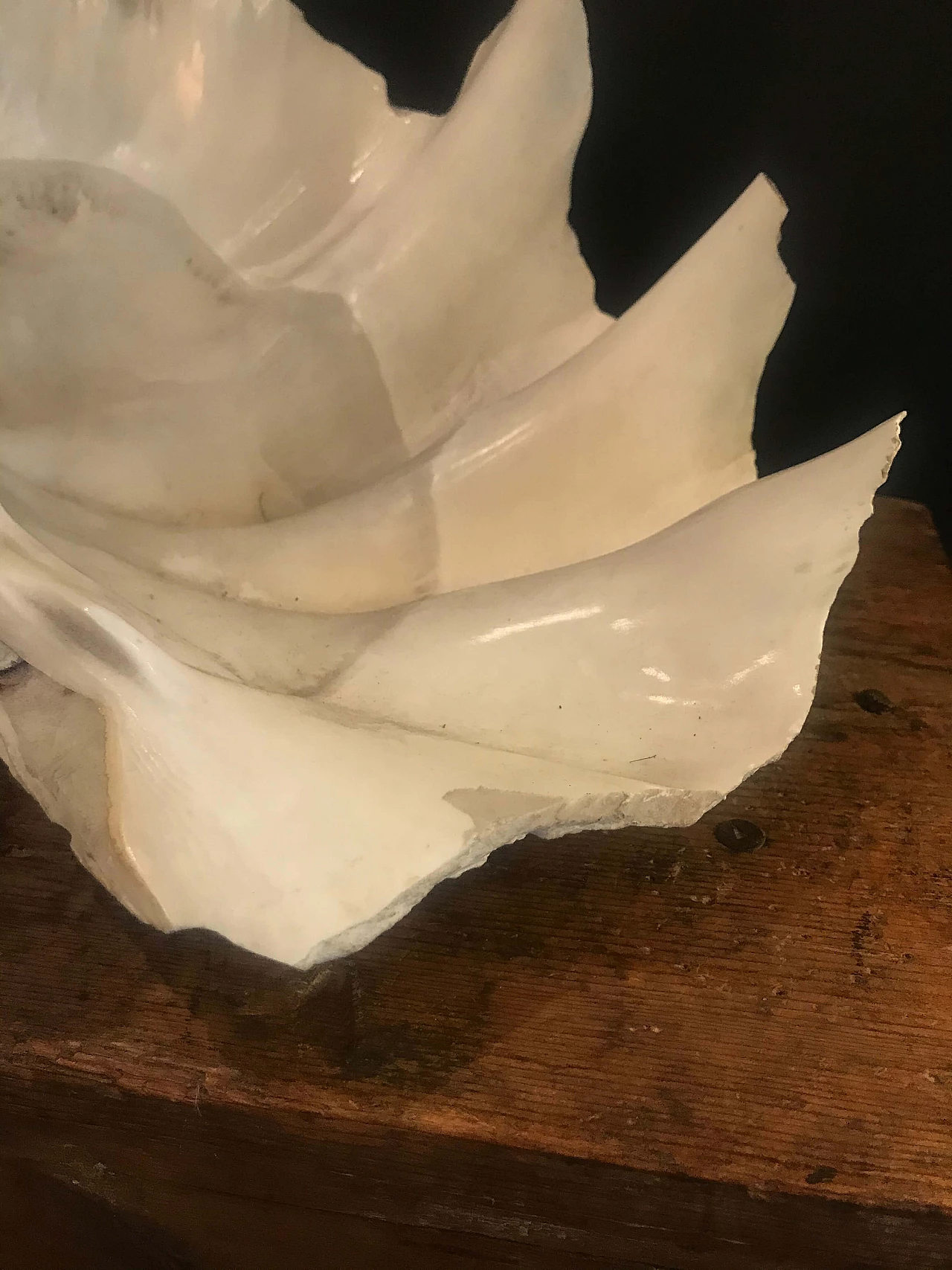 White decorative shell, 60s 1240420