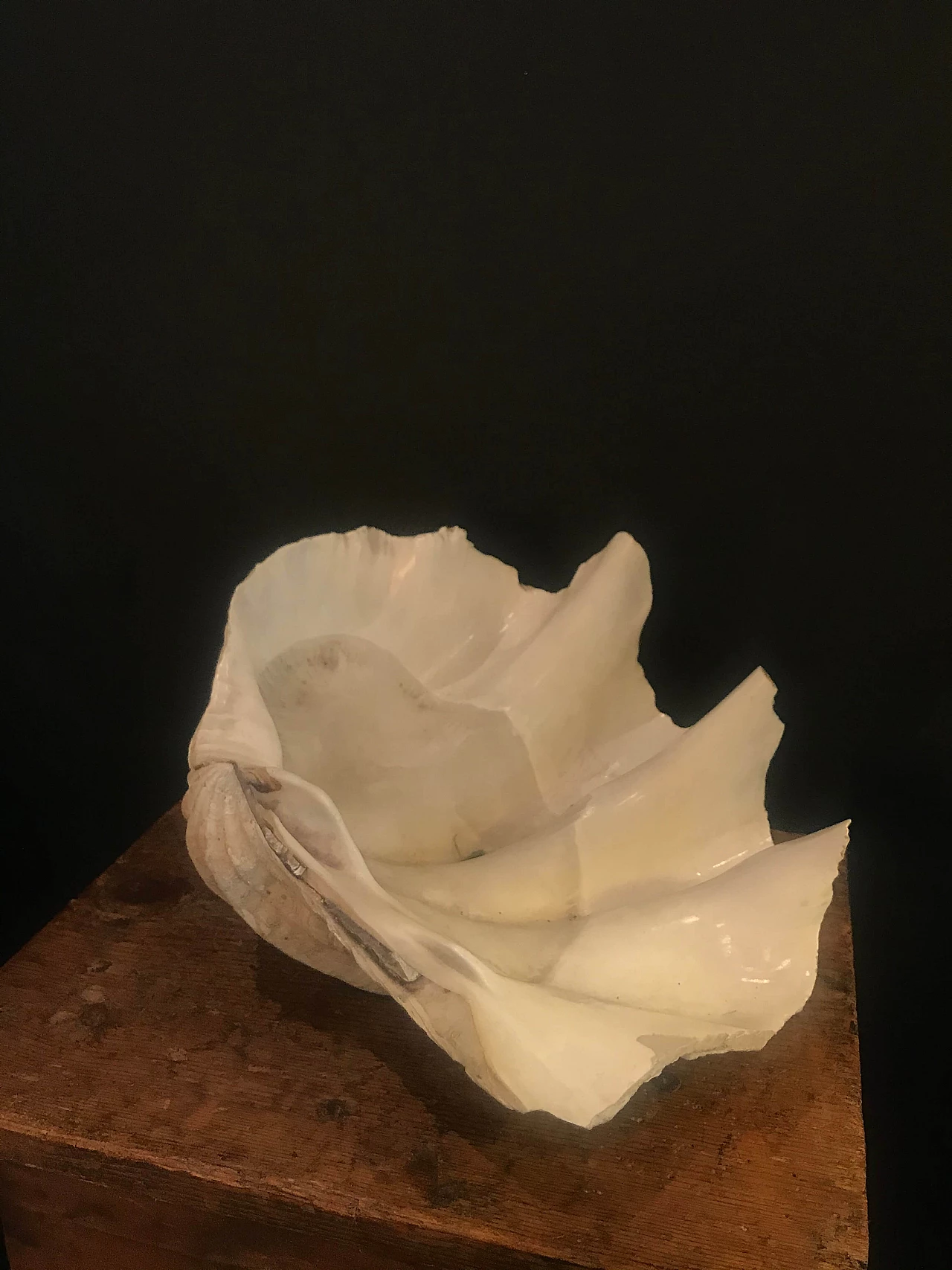White decorative shell, 60s 1240421