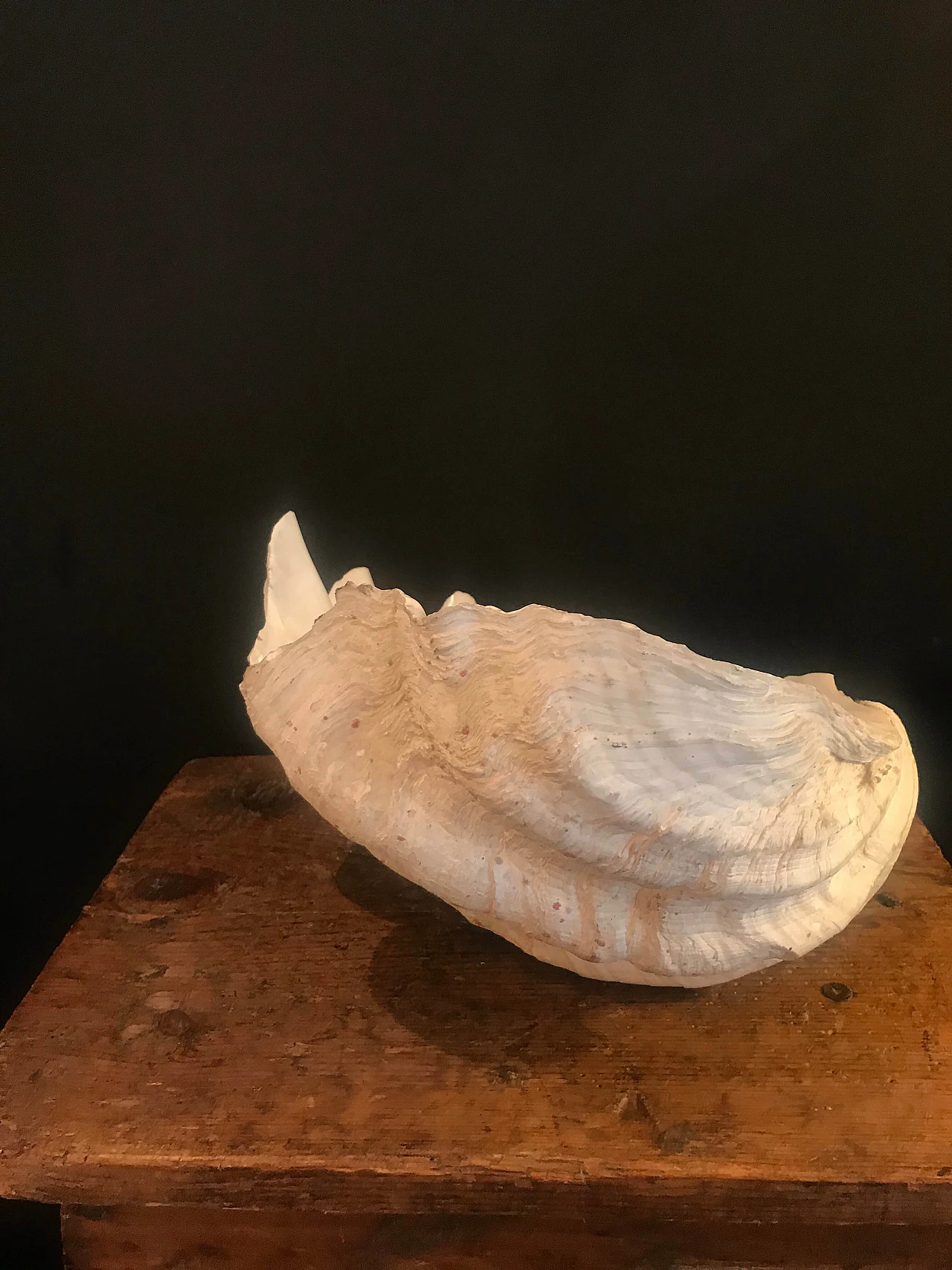 White decorative shell, 60s 1240422