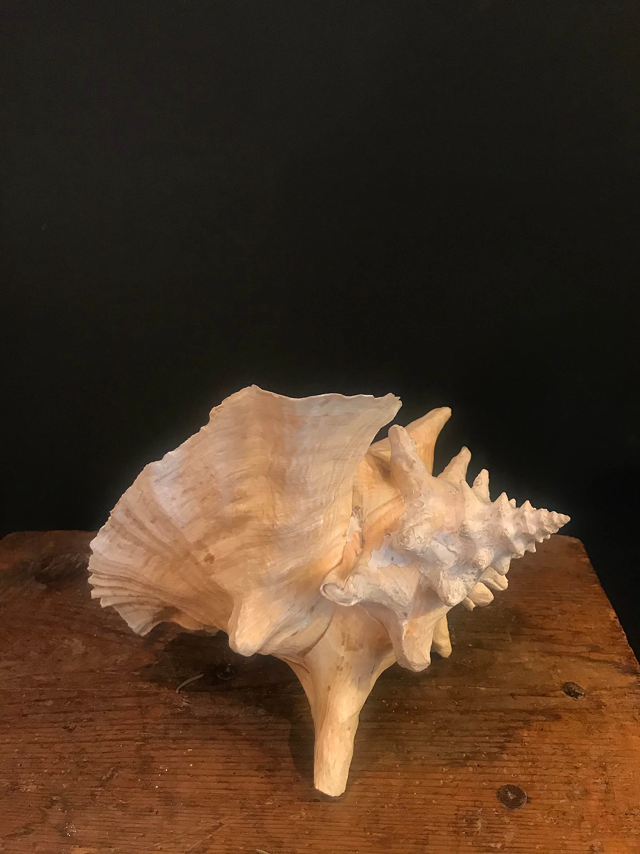 Decorative white and pink seashell, '60 1240443