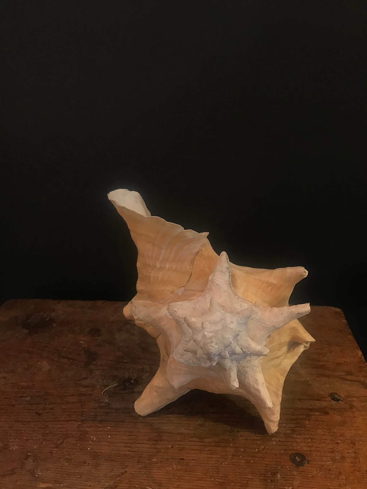 Decorative white and pink seashell, '60 1240444