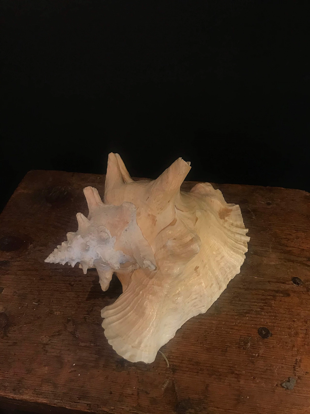 Decorative white and pink seashell, '60 1240445