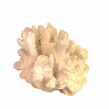 White coral formation, 60s