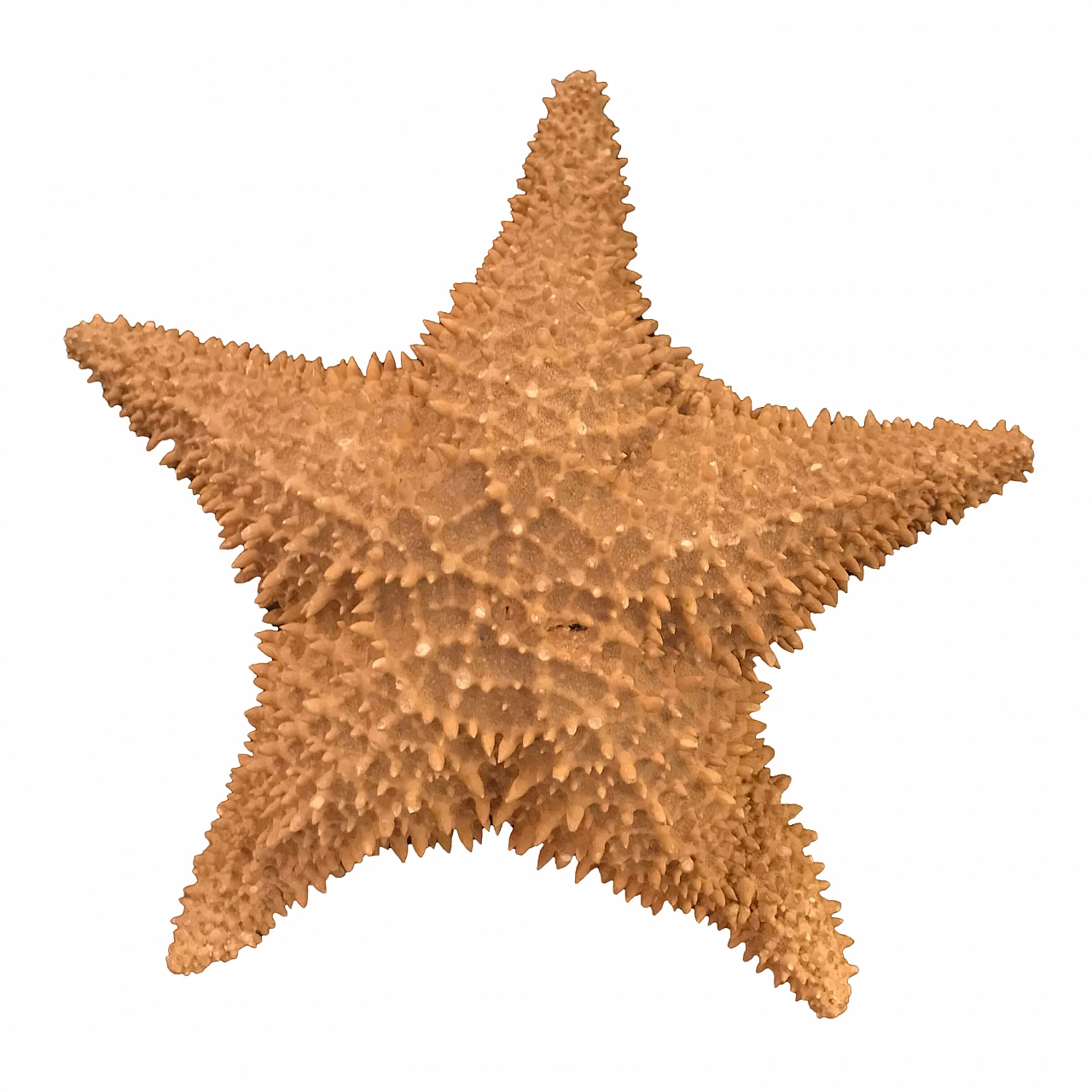 5-Pointed ornamental starfish, 60s 1240541