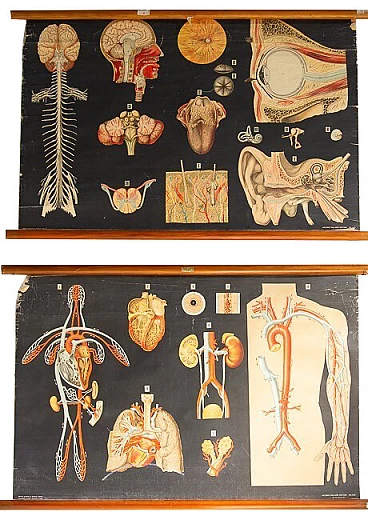 Pair of human anatomy posters by Vallardi Editore, 50s