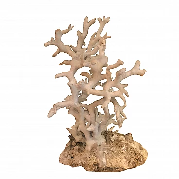 White coral on a rocky base, 20th century