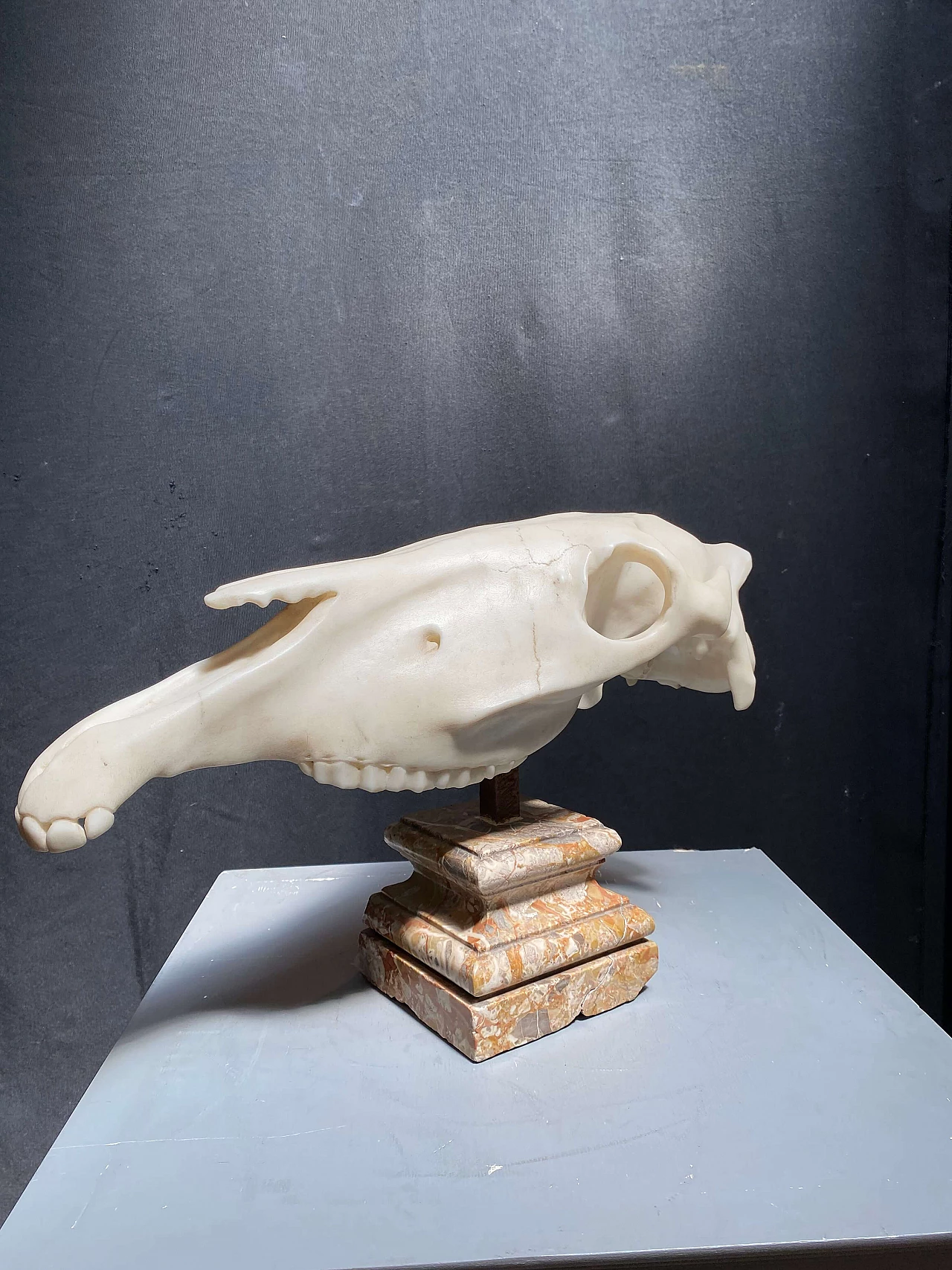 Scultura di teschio animale in marmo, 1800 1248500