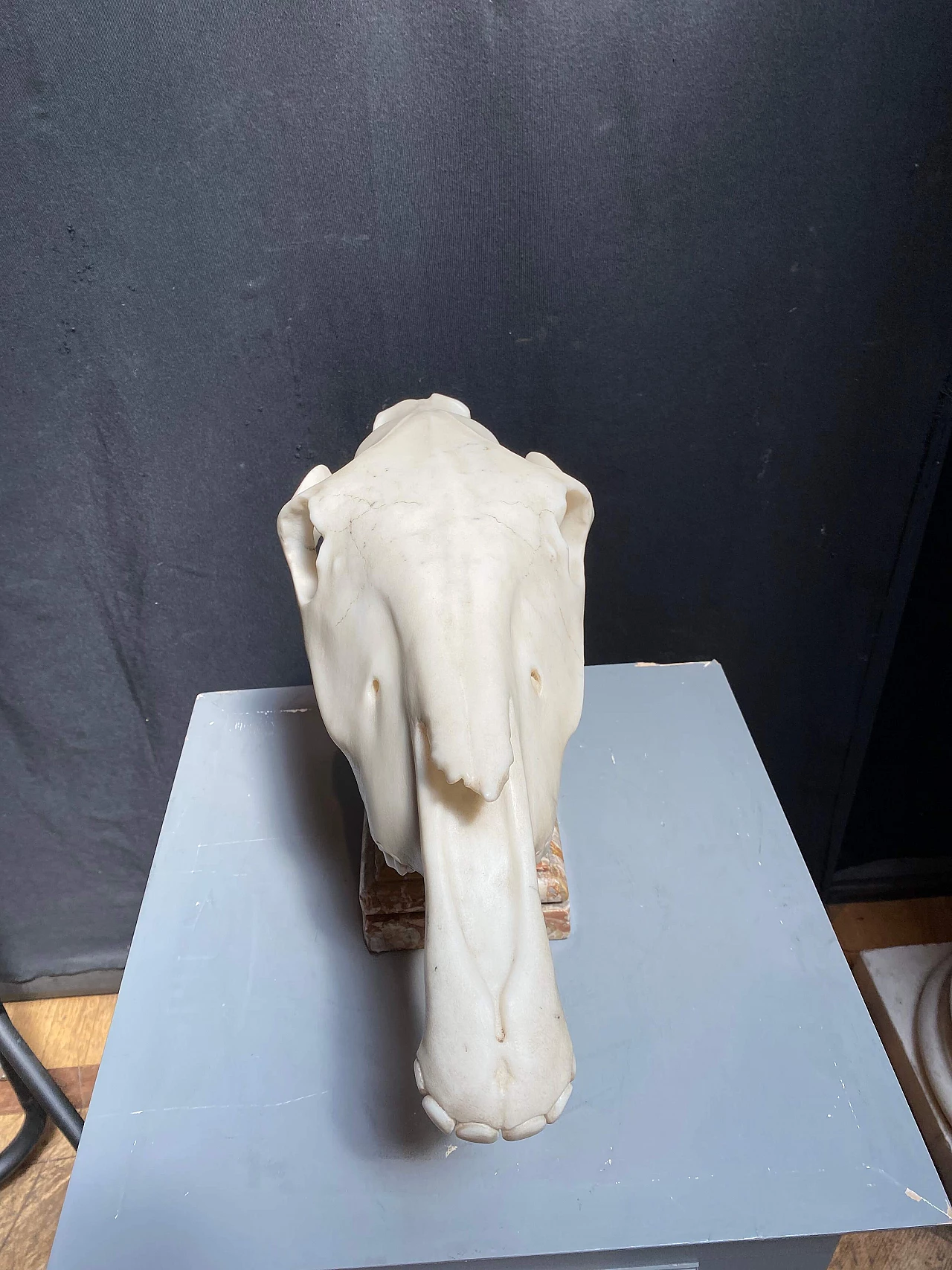 Scultura di teschio animale in marmo, 1800 1248501