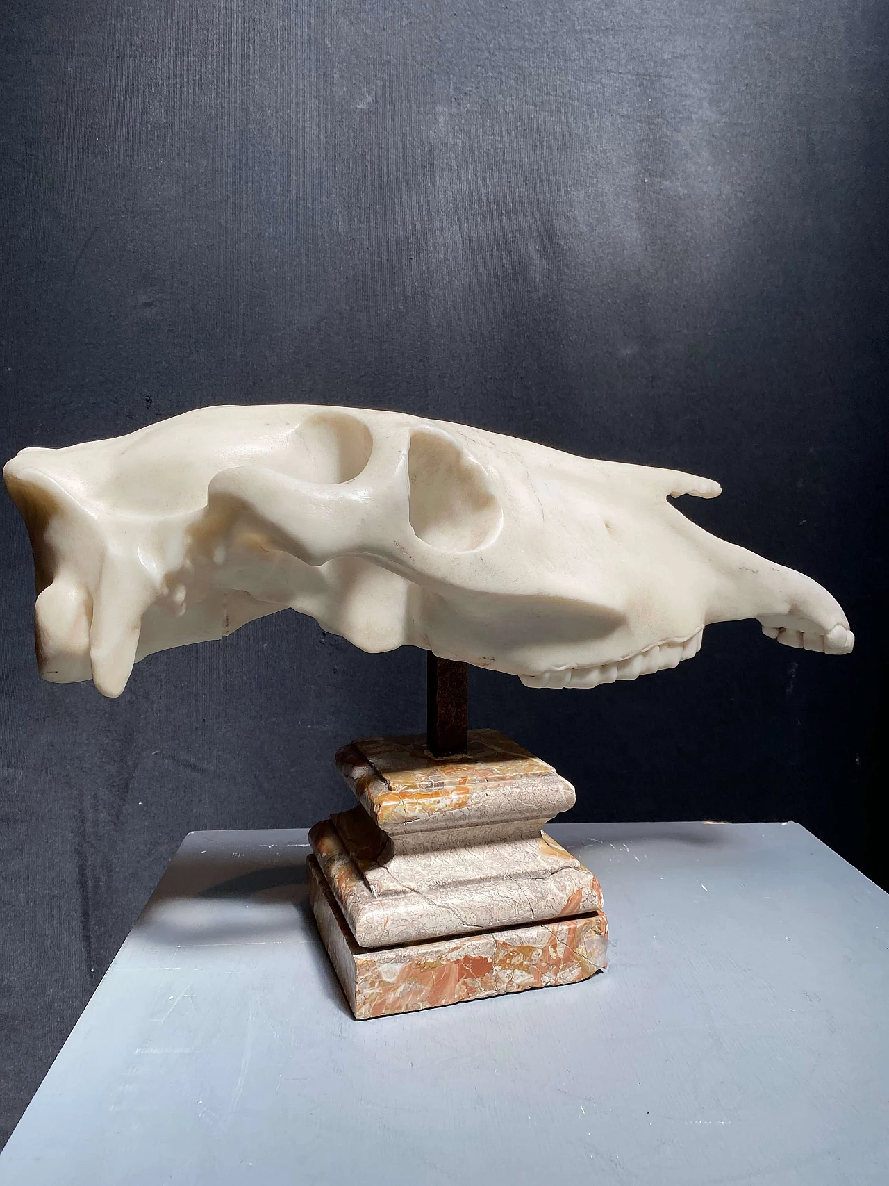 Scultura di teschio animale in marmo, 1800 1248502