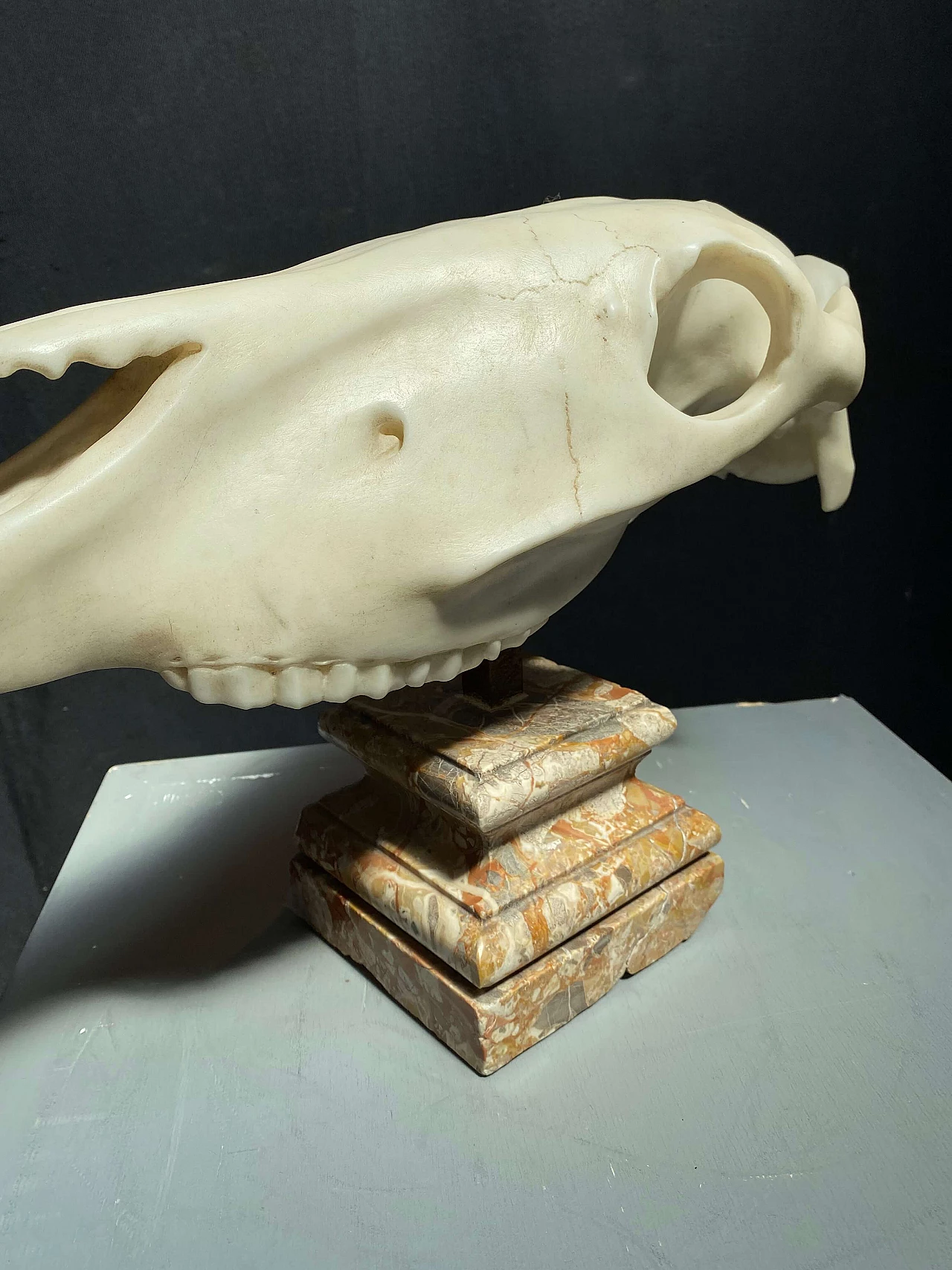 Scultura di teschio animale in marmo, 1800 1248503