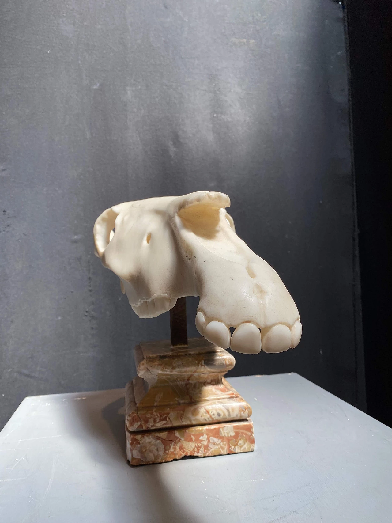 Scultura di teschio animale in marmo, 1800 1248504