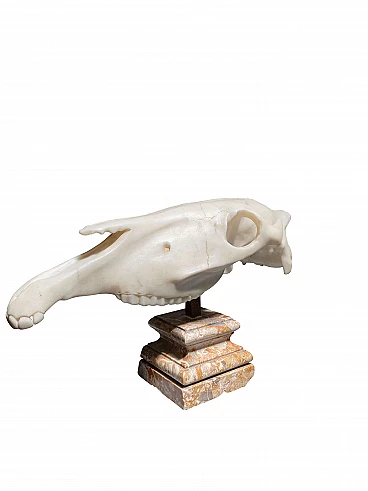 Marble animal skull sculpture, 1800