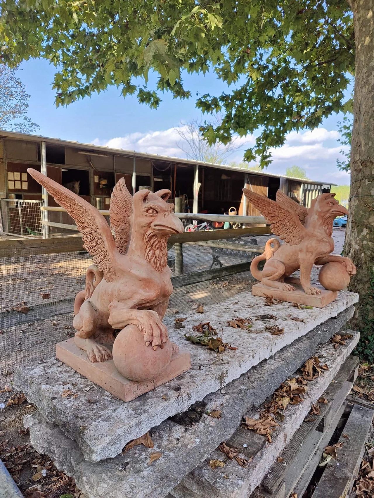 Pair of griffons in terracotta, 20s 1311161