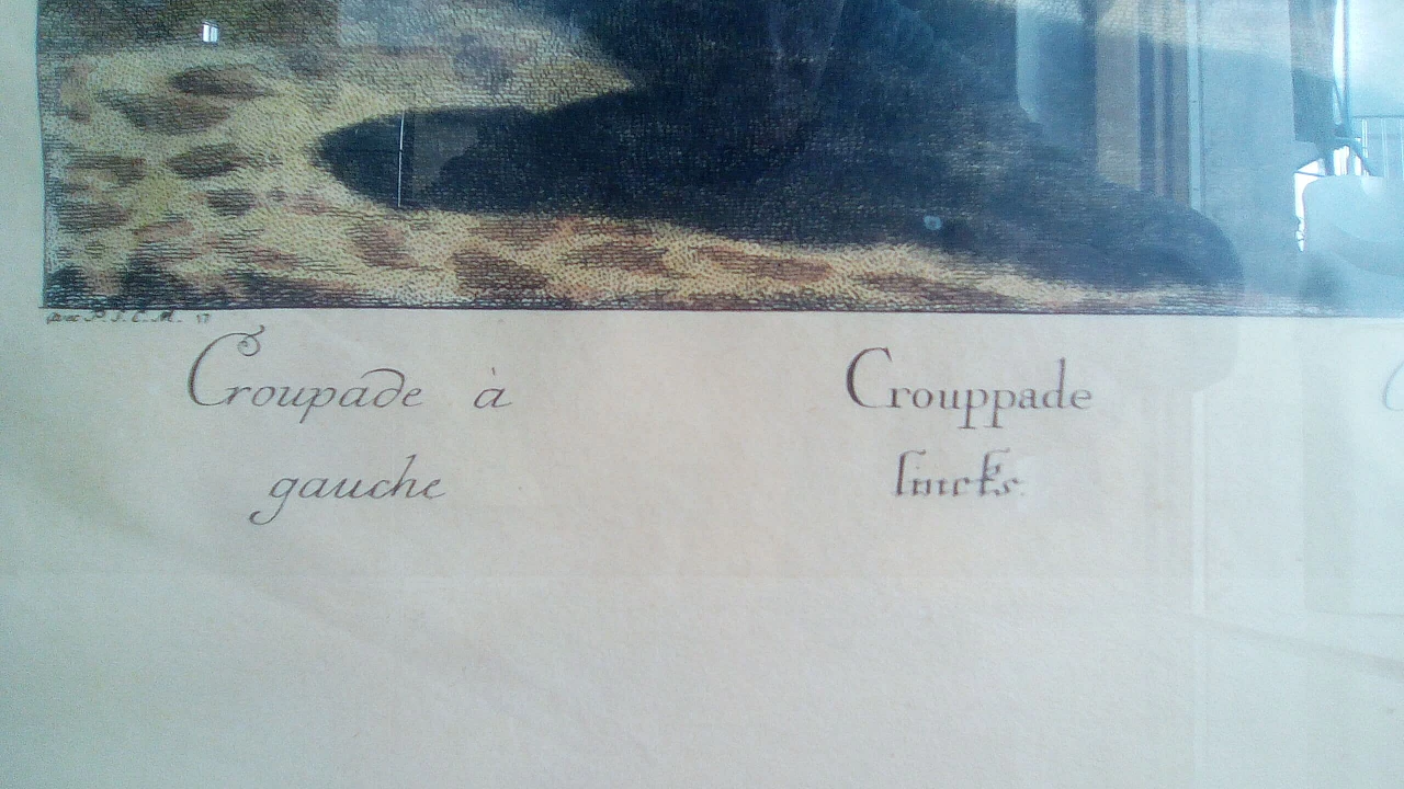 Da Johann Elias Riding, coppia di stampe equestri, anni 1940 1362245