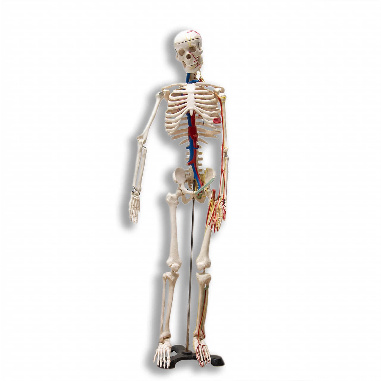 Scheletro umano in plastica, anni '70 1364003
