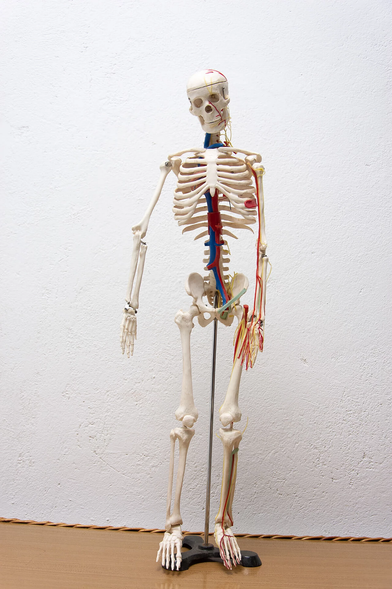 Plastic human skeleton, 1970s 1364004