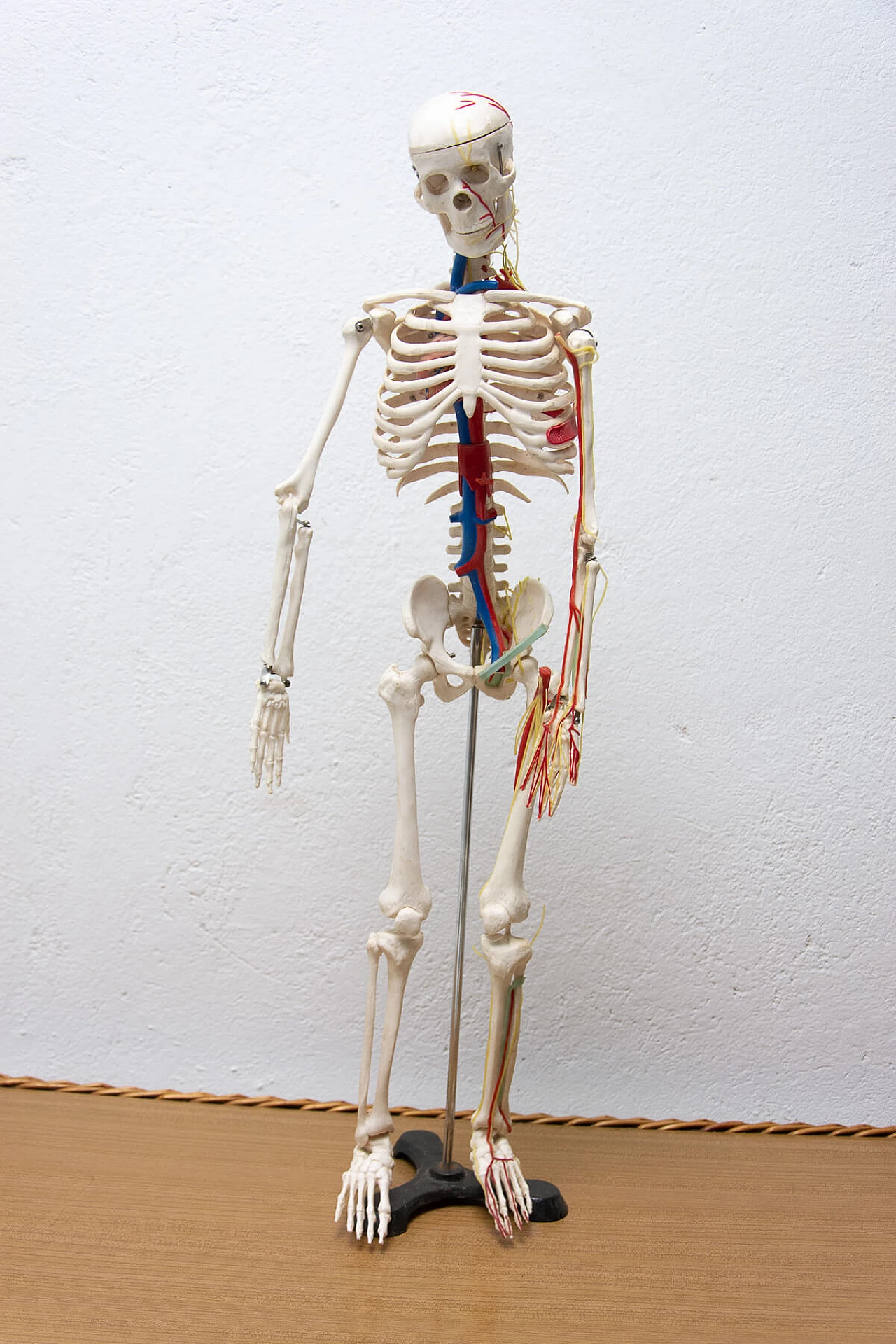 Plastic human skeleton, 1970s 1364005