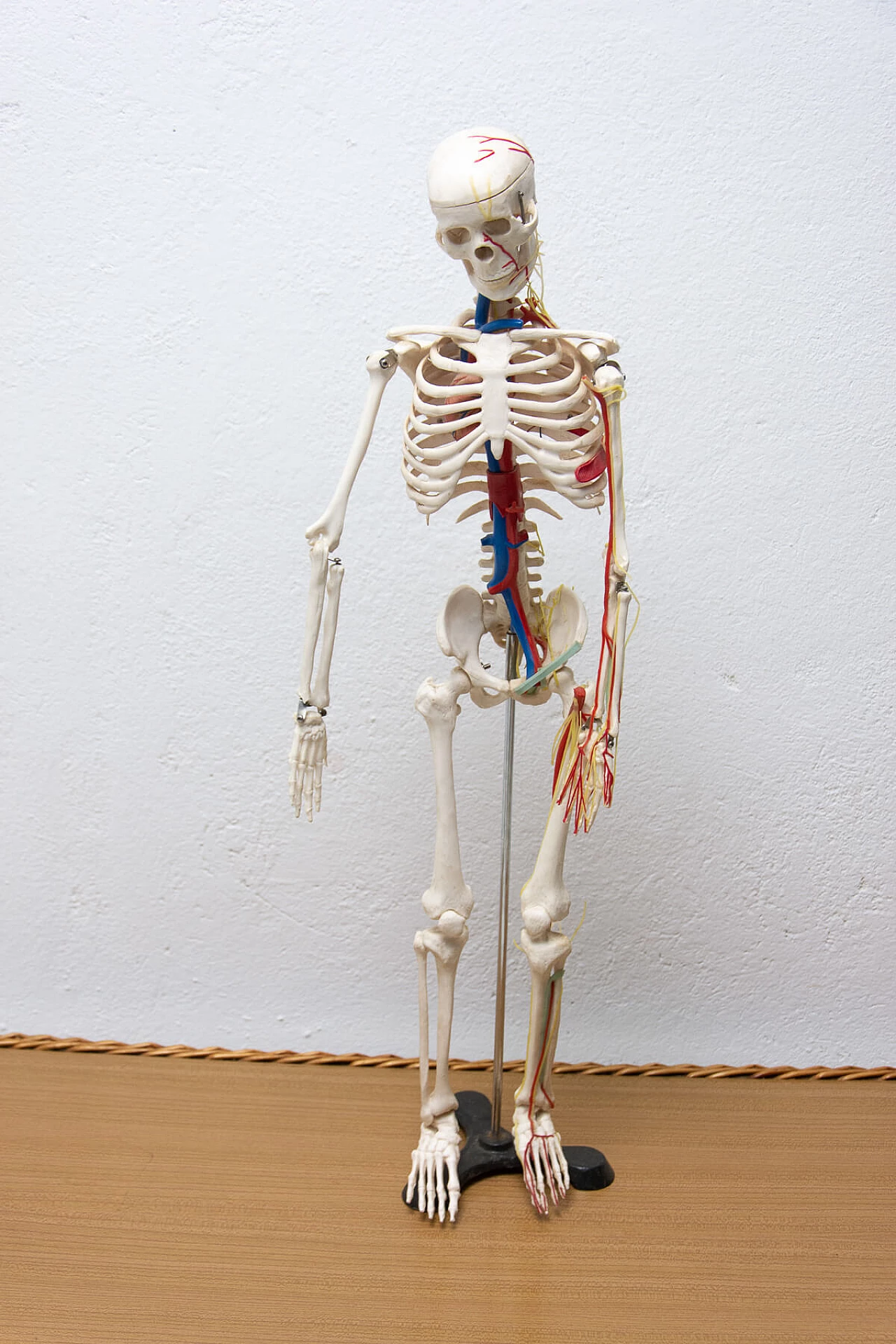 Plastic human skeleton, 1970s 1364006