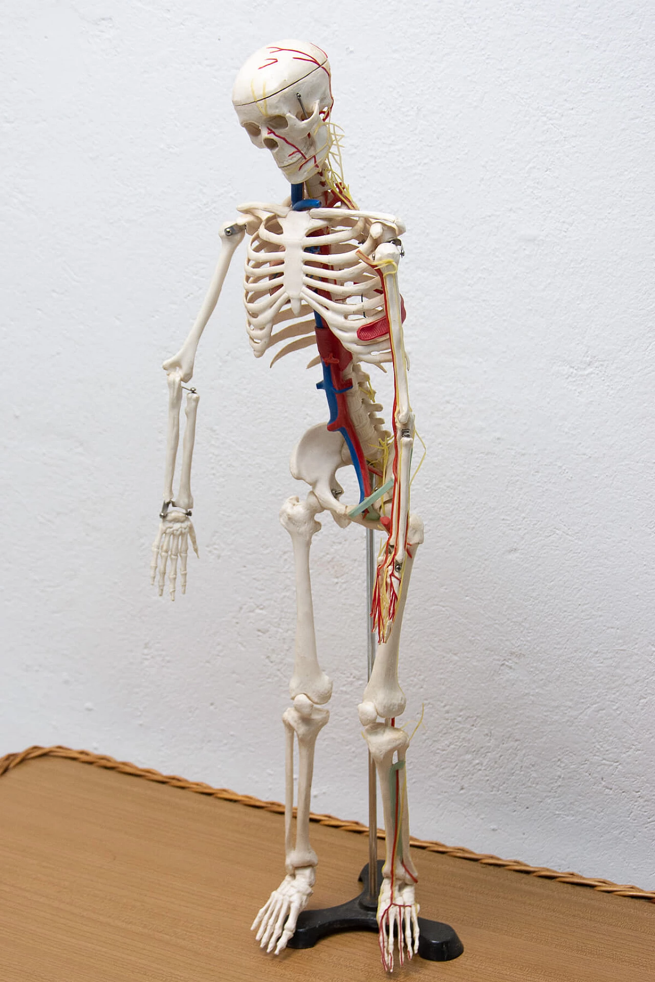 Scheletro umano in plastica, anni '70 1364007