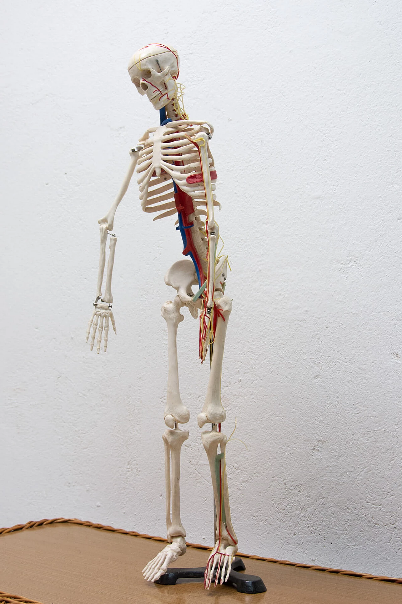 Plastic human skeleton, 1970s 1364008