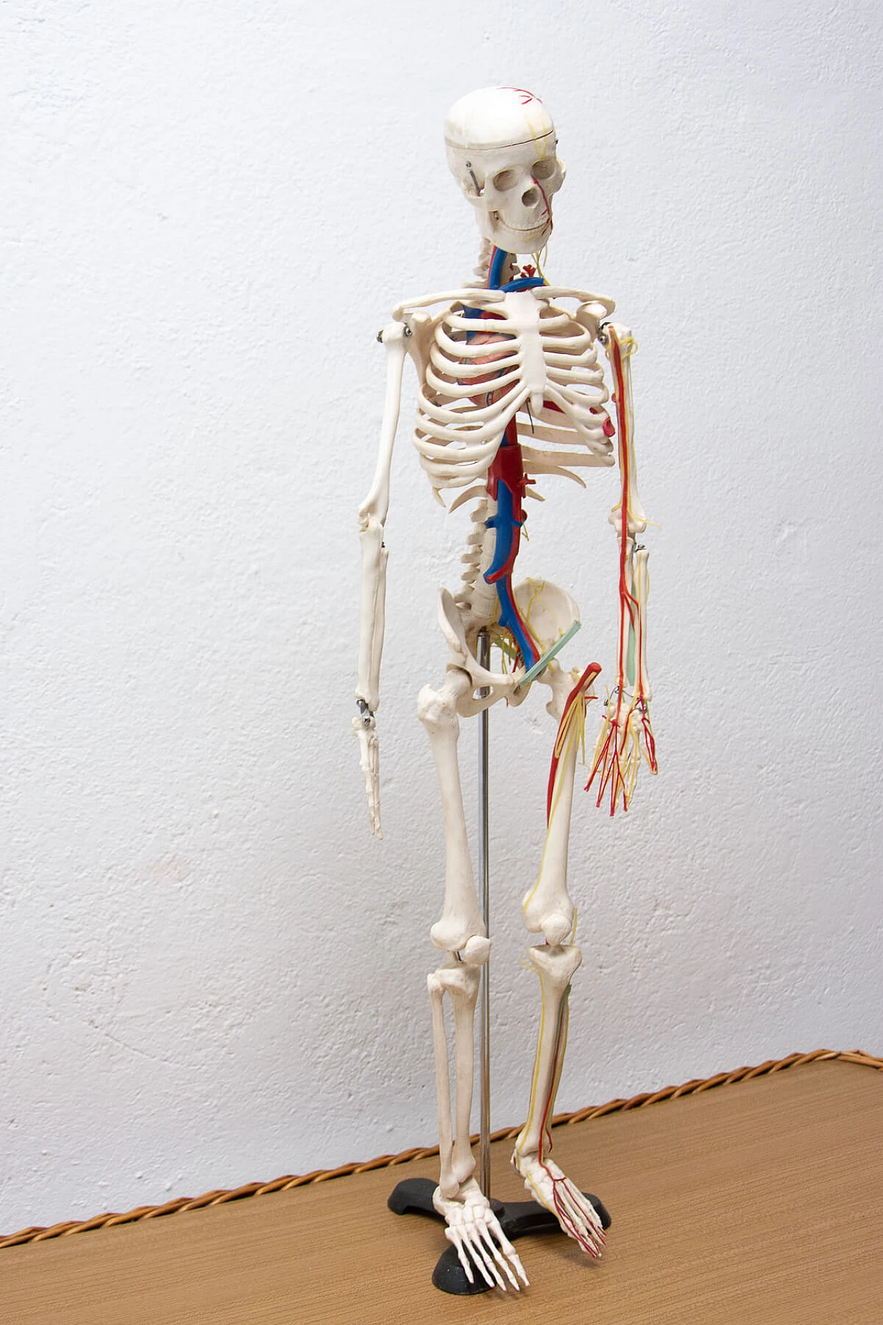 Plastic human skeleton, 1970s 1364009