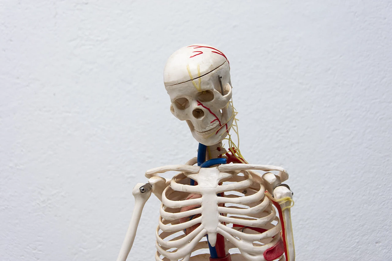 Plastic human skeleton, 1970s 1364010