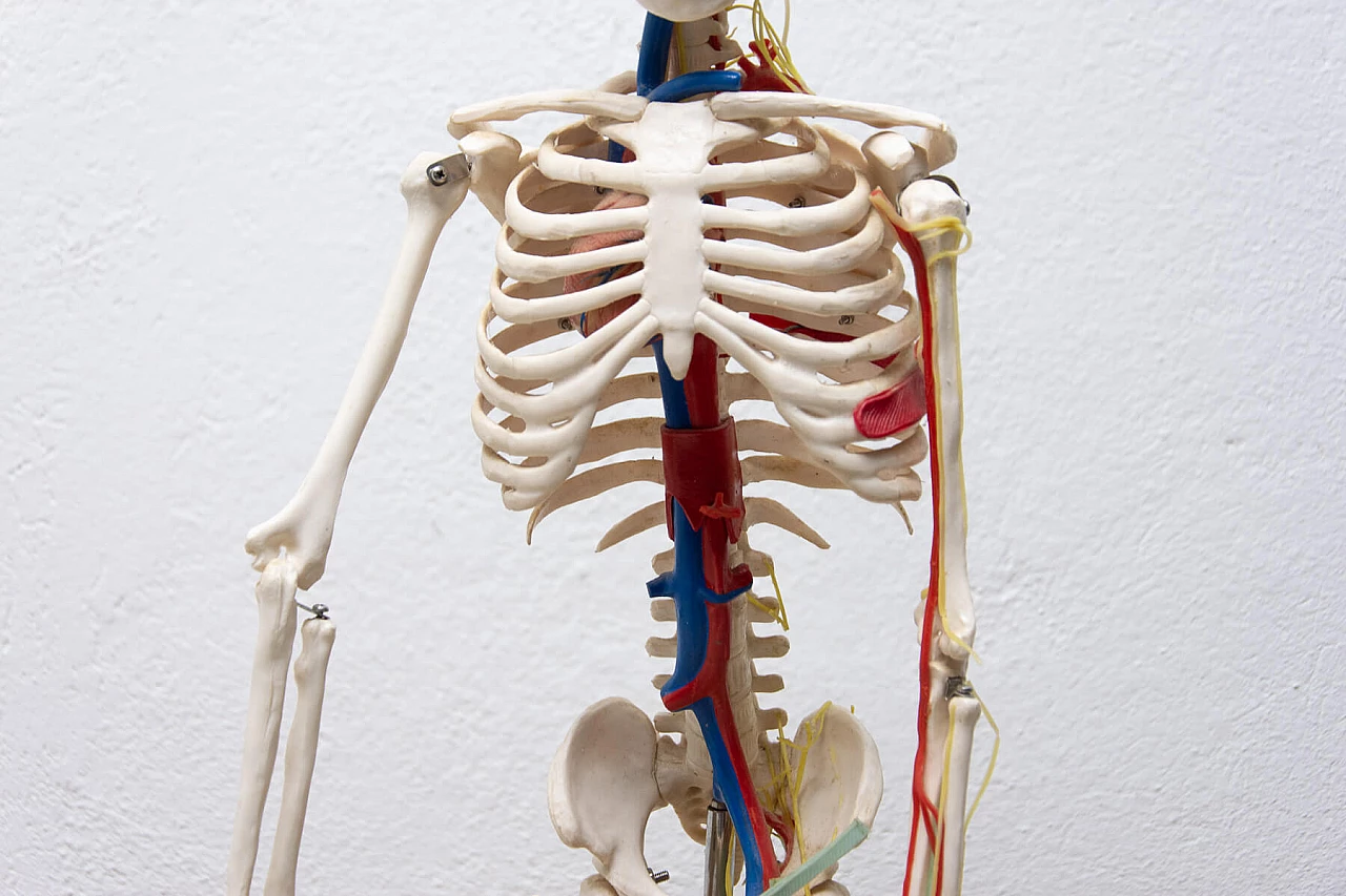 Plastic human skeleton, 1970s 1364011