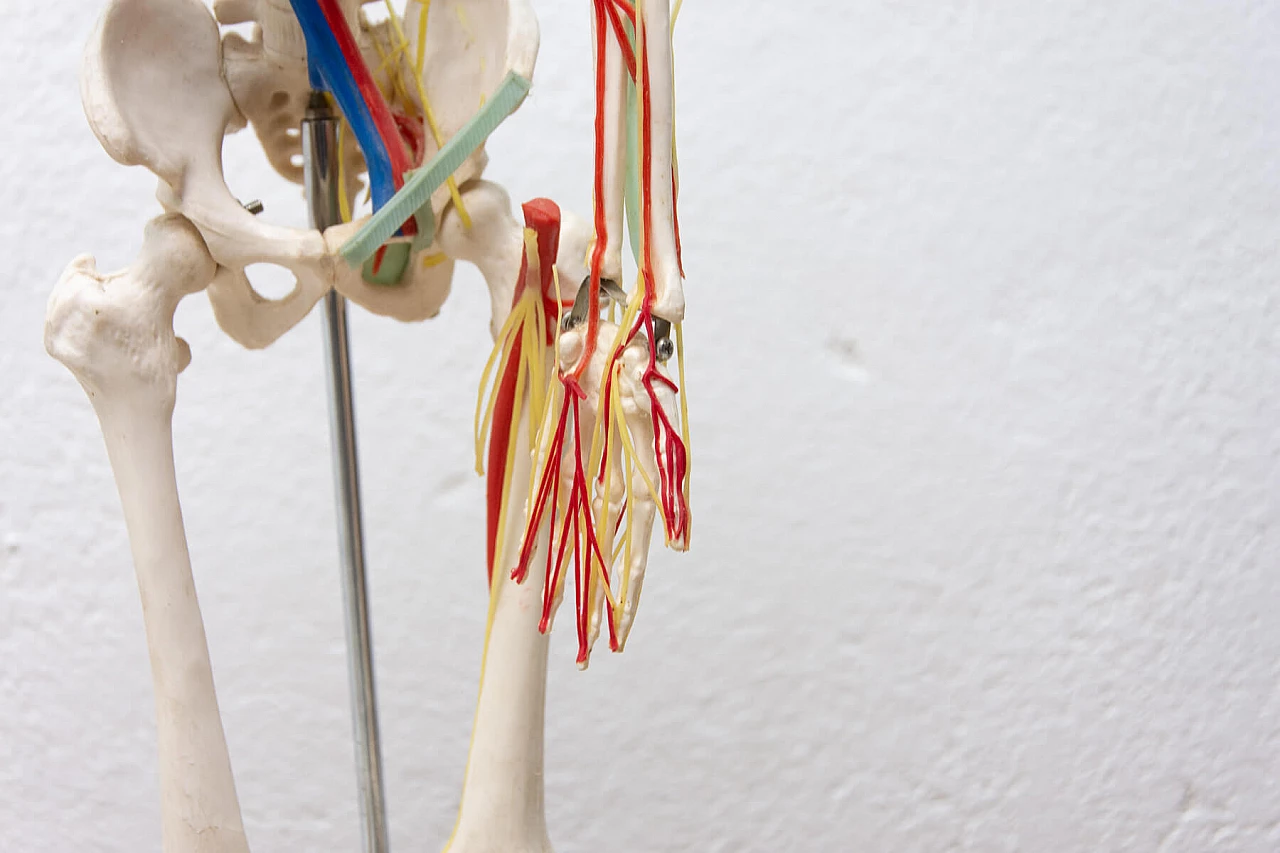 Plastic human skeleton, 1970s 1364012