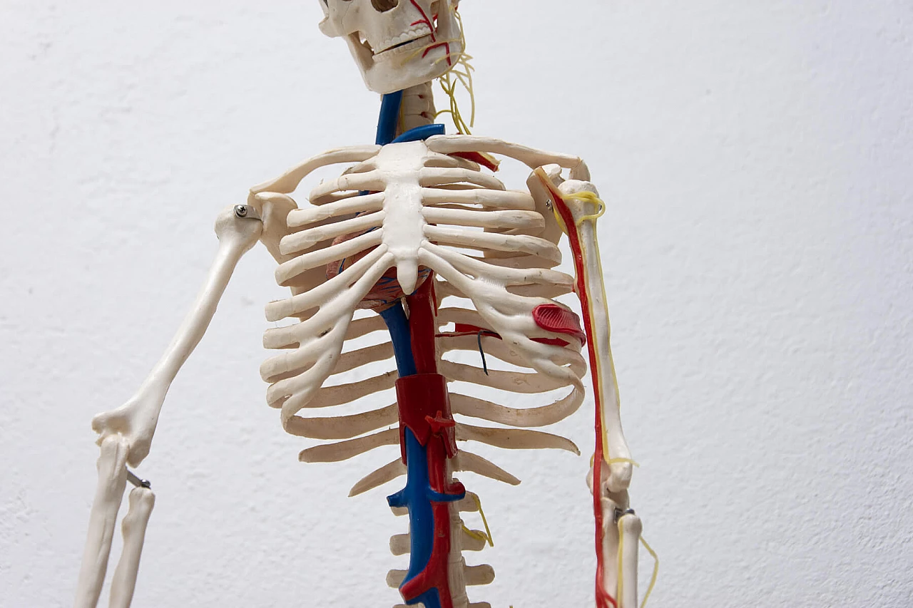 Plastic human skeleton, 1970s 1364013