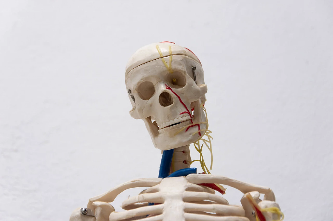 Plastic human skeleton, 1970s 1364014