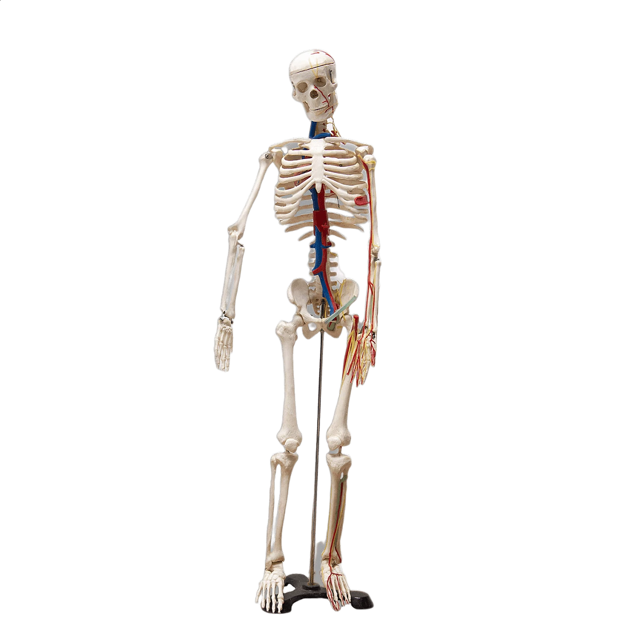 Scheletro umano in plastica, anni '70 1364923
