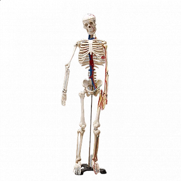 Plastic human skeleton, 1970s
