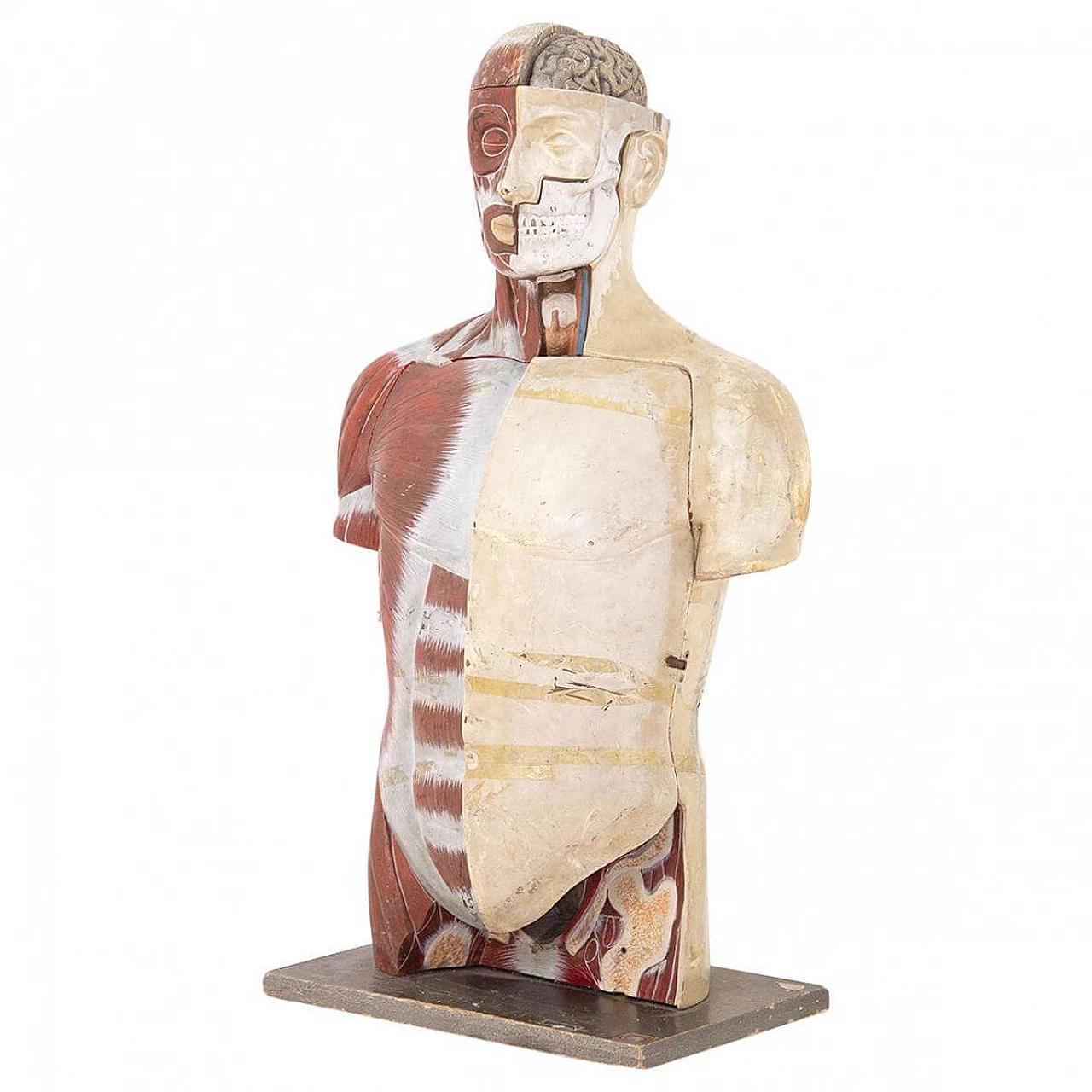 Busto anatomico medico didattico di Paravia Torino, anni '60 1408644