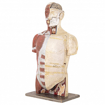 Anatomical medical teaching bust by Paravia Turin, 1960s
