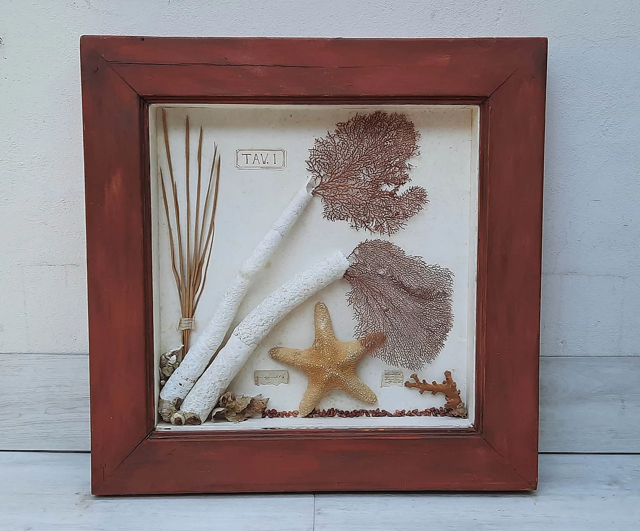 Display case Mare with real marine elements 1449666