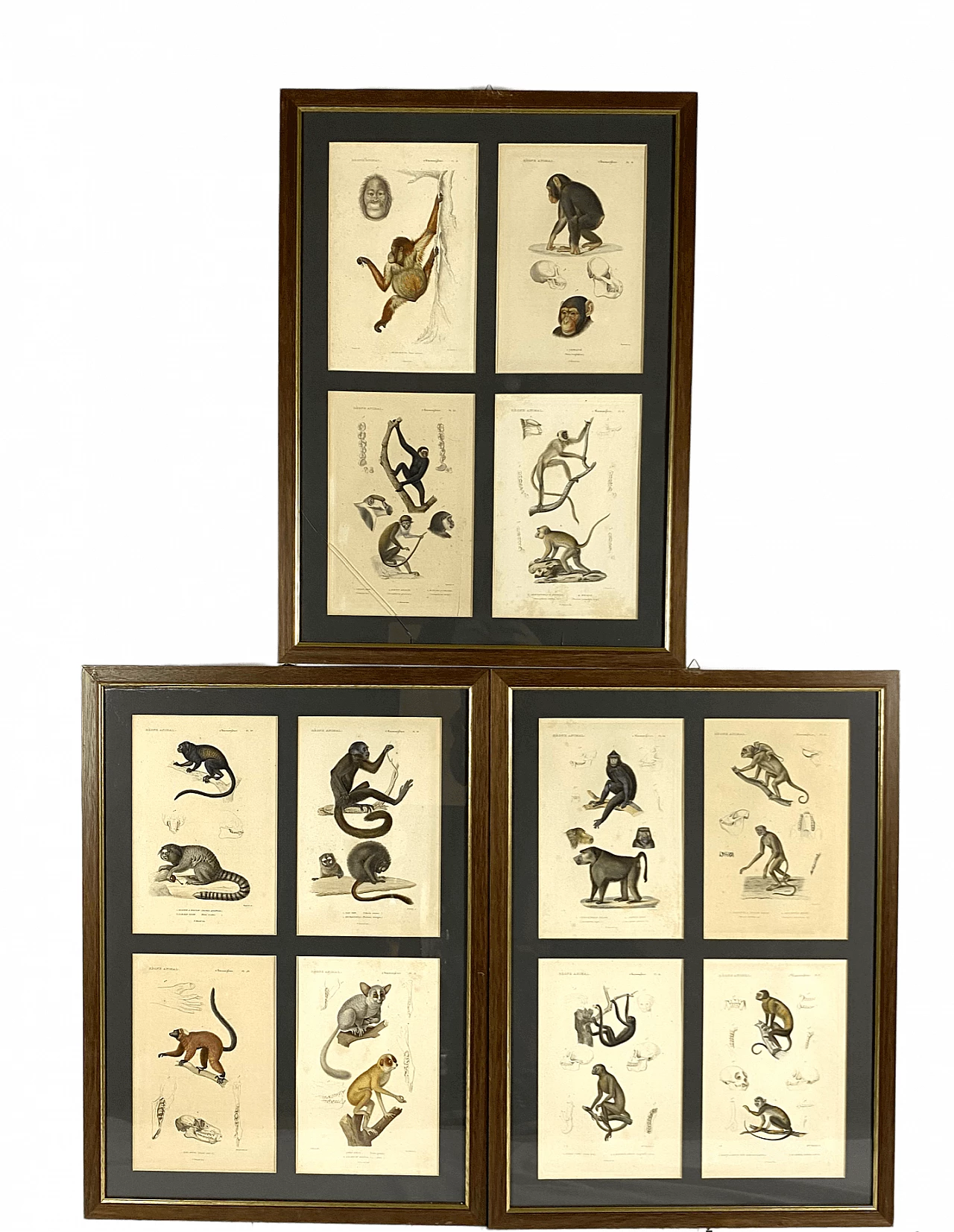 3 Framed panels with 12 engravings from "Le Règne Animal" Georges Cuvier, 19th century 1470799