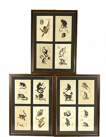 3 Framed panels with 12 engravings from Le Règne Animal Georges Cuvier, 19th century