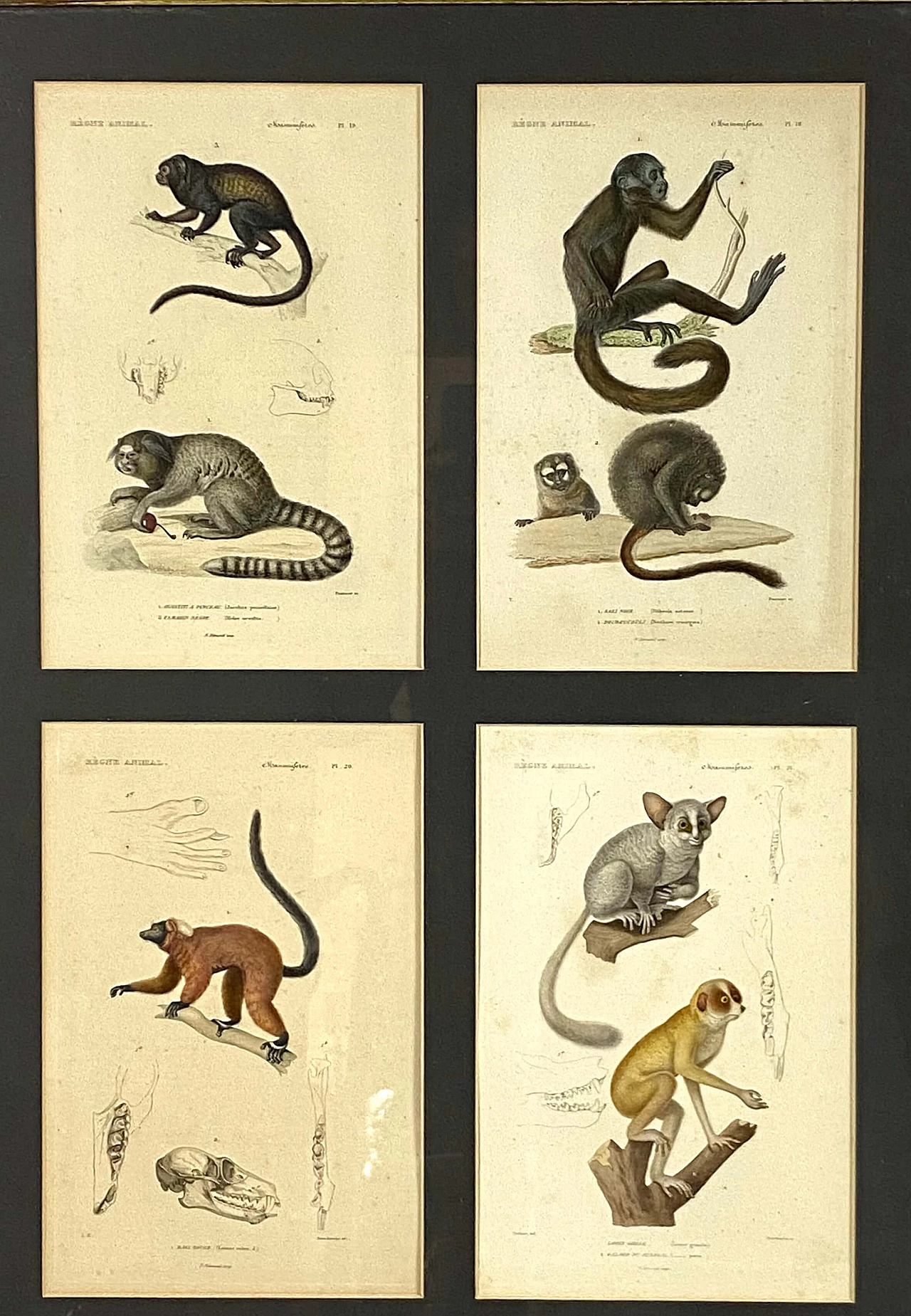 3 Framed panels with 12 engravings from "Le Règne Animal" Georges Cuvier, 19th century 1470800
