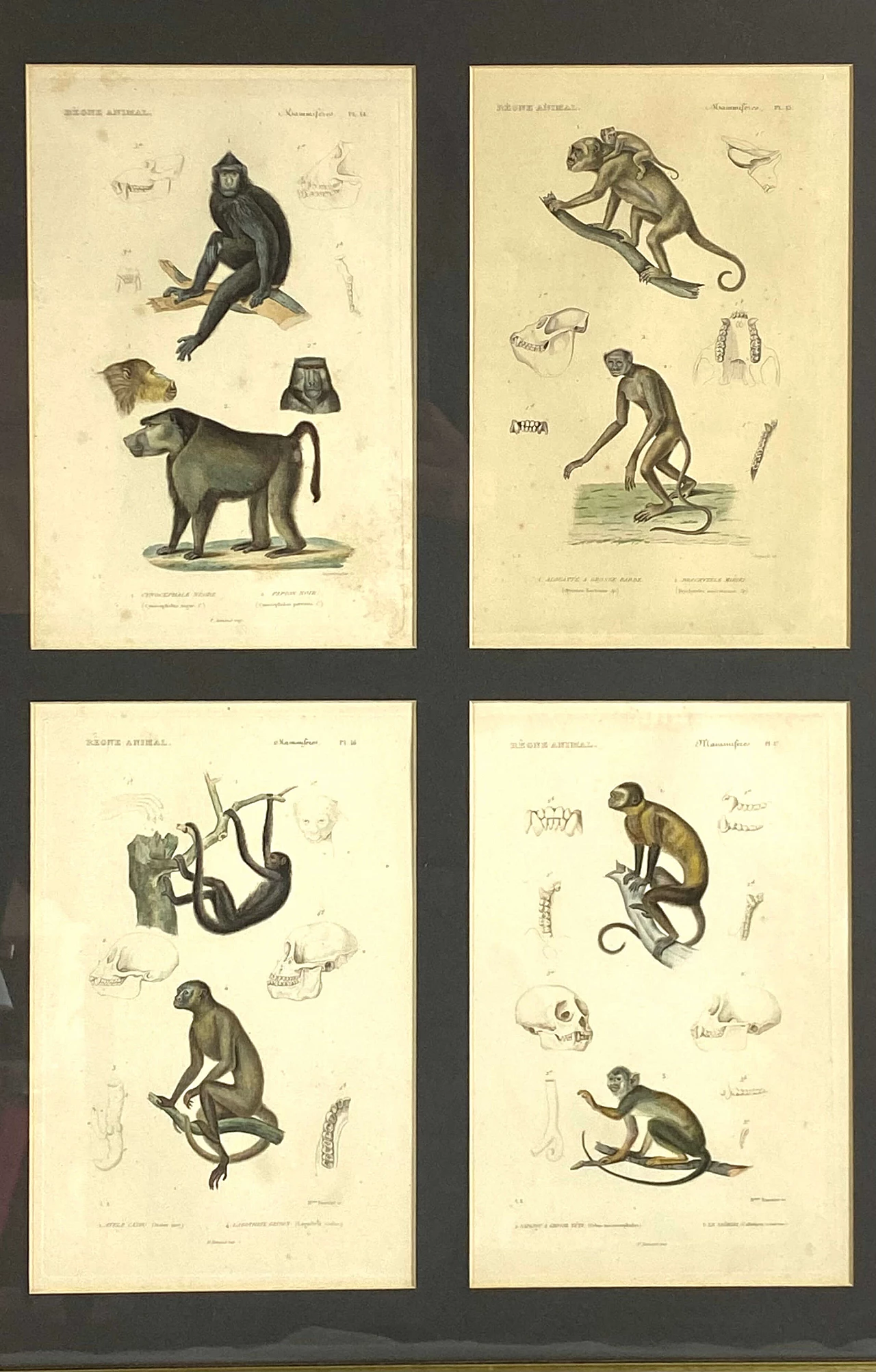 3 Framed panels with 12 engravings from "Le Règne Animal" Georges Cuvier, 19th century 1470801