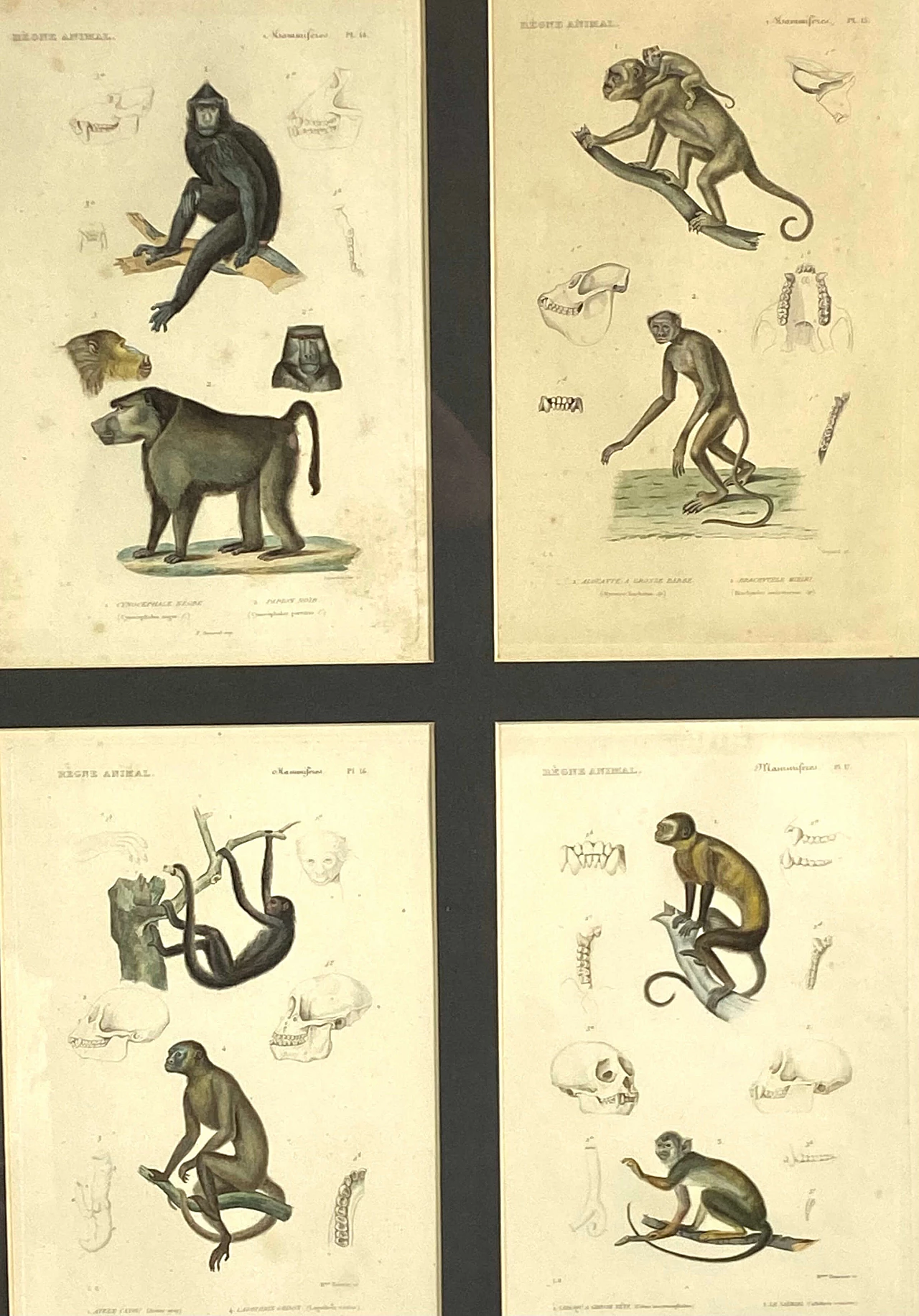 3 Framed panels with 12 engravings from "Le Règne Animal" Georges Cuvier, 19th century 1470802
