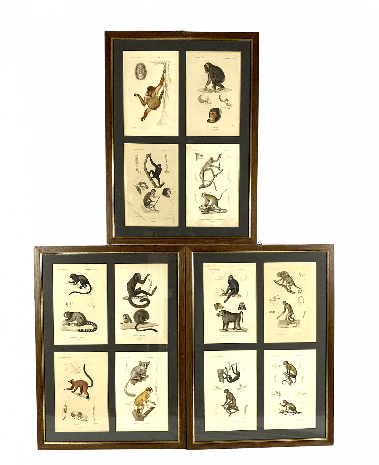 3 Framed panels with 12 engravings from "Le Règne Animal" Georges Cuvier, 19th century 1470804