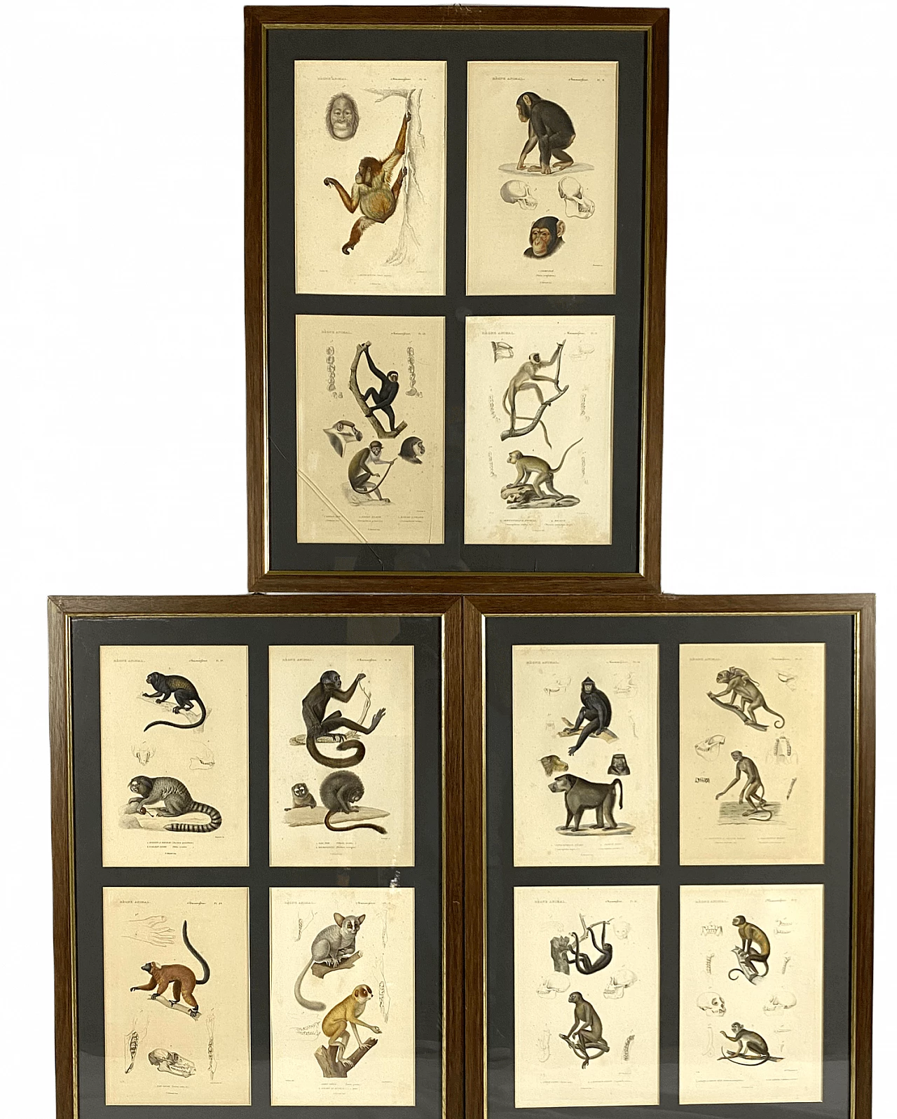 3 Framed panels with 12 engravings from "Le Règne Animal" Georges Cuvier, 19th century 1470806