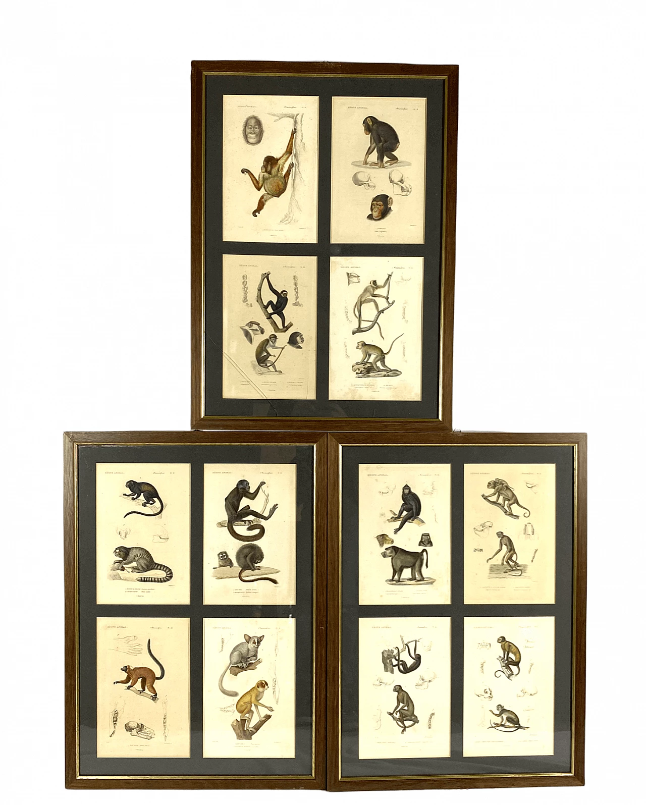 3 Framed panels with 12 engravings from "Le Règne Animal" Georges Cuvier, 19th century 1470807