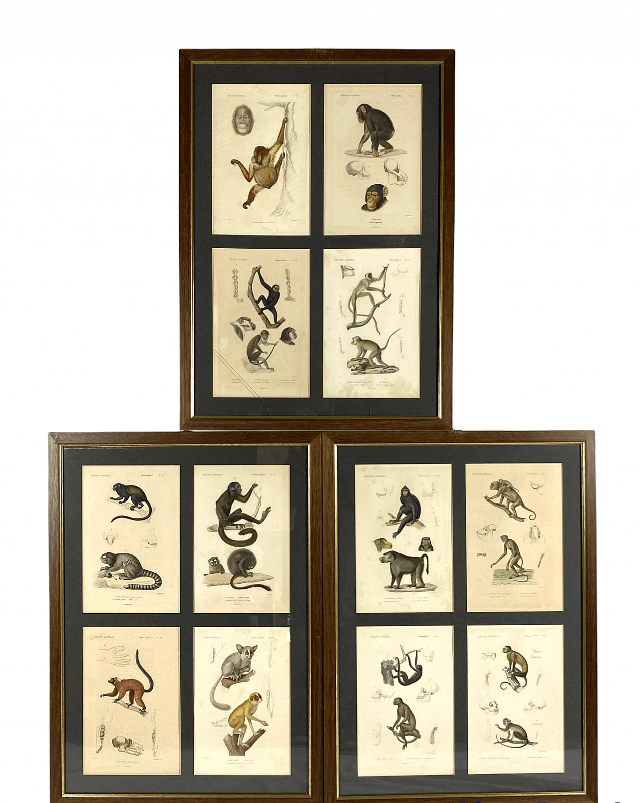 3 Framed panels with 12 engravings from "Le Règne Animal" Georges Cuvier, 19th century 1470808