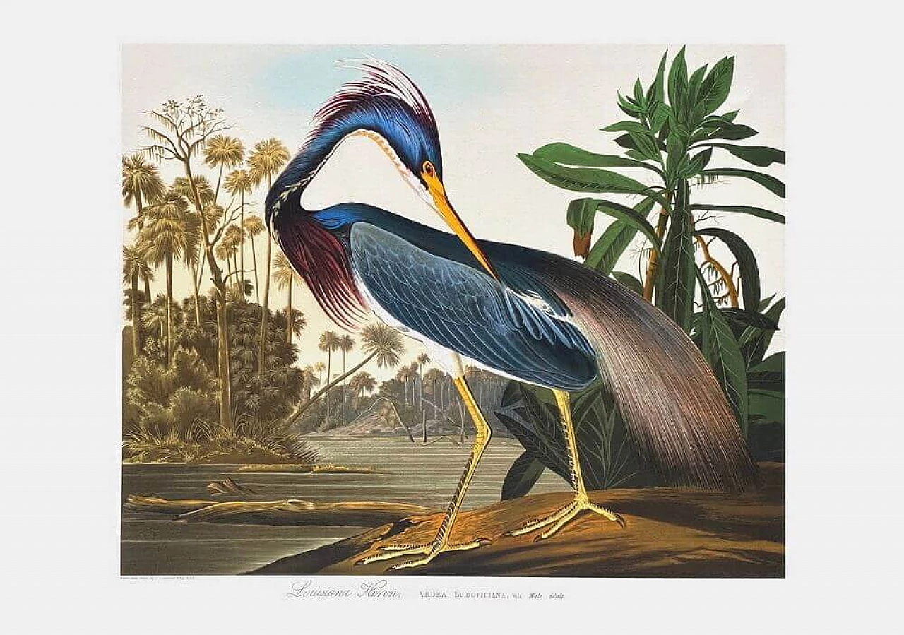 Litografia su carta Airone della Louisiana di John James Audubon, anni '90 1