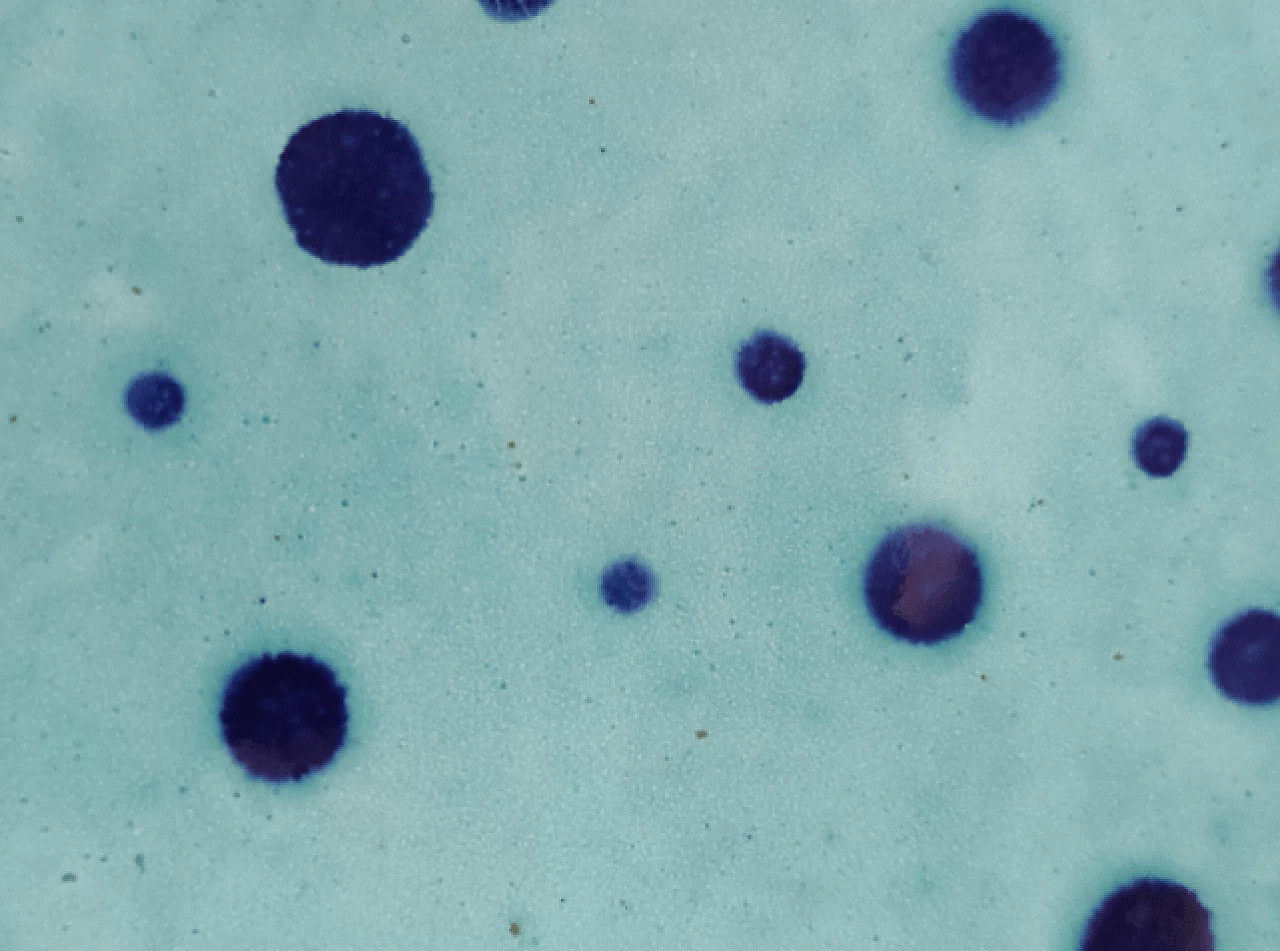 4 Plates in hand-painted and glazed Albisola terracotta, 1960s 9