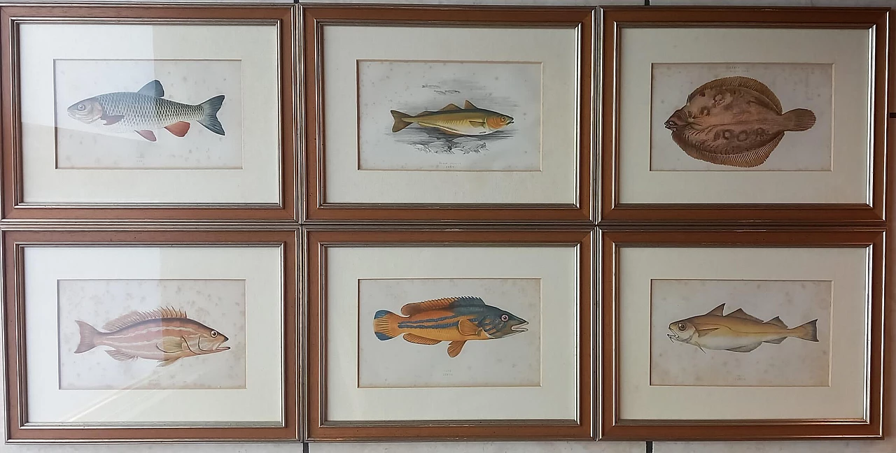 6 Engravings of fish by Jonathan Couch, 19th century 1